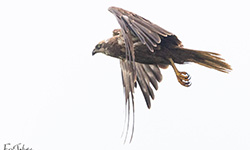 Bruine Kiekendief v2